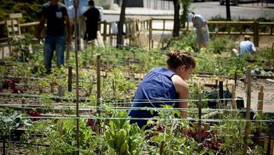 Photo of How to apply for an urban garden in Madrid