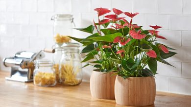 Photo of How to care for an anthurium