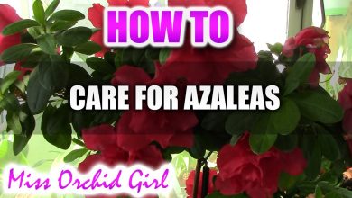 Photo of How to care for azaleas?
