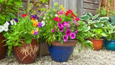Photo of How to choose a pot for my garden: the best tips