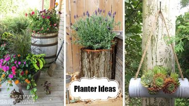 Photo of How to choose and decorate Pots for a Garden: Original Ideas
