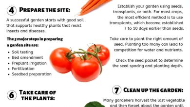 Photo of How to Cultivate an Organic Garden Successfully: 8 Fundamental Steps