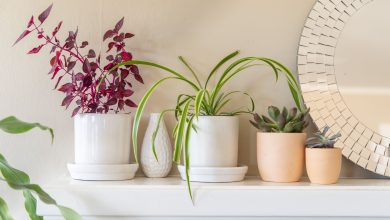 Photo of How to decorate the house with plants