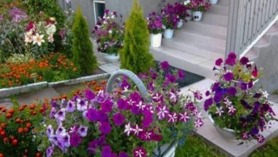 Photo of How to decorate your garden with petunias?