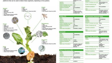 Photo of How to Diagnose Pests and Diseases in Plants: A Simple Guide