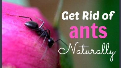 Photo of How to eliminate black ants from the garden? the best tricks