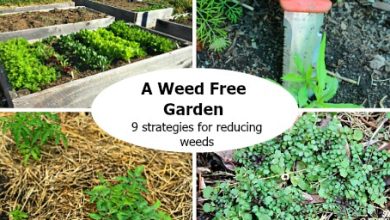 Photo of How to Eliminate Weeds in the Organic Garden