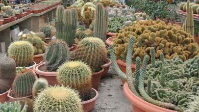 Photo of How to Fertilize a Cactus: Our Method – Sembrar100
