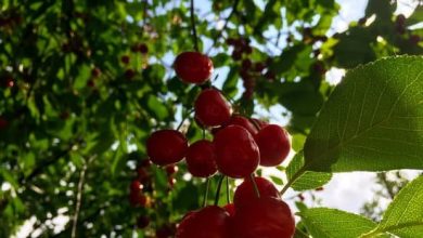 Photo of How to Fertilize a Cherry Tree: [Dates, Components and Phases]