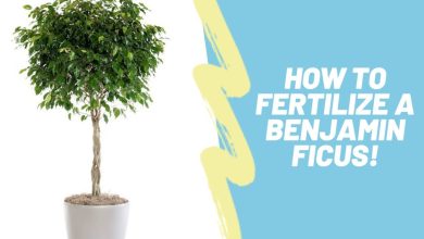 Photo of How to Fertilize a Ficus: The Complete Guide – Sembrar100
