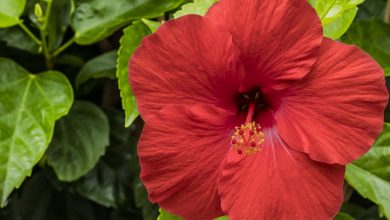 Photo of How to Fertilize a Hibiscus: The Complete Guide – Sembrar100