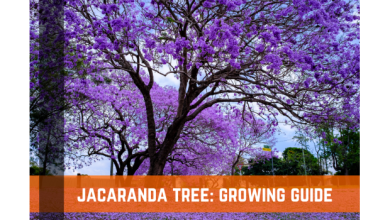 Photo of How to Fertilize a Jacaranda: The Complete Guide – Sembrar100