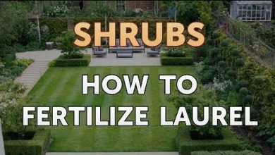 Photo of How to Fertilize a Laurel: Our Formula – Sembrar100