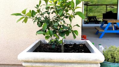 Photo of How to Fertilize a Lemon Tree: [Components and Needs]