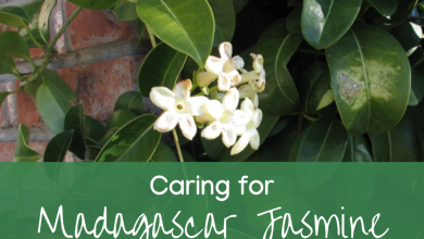 Photo of How to Fertilize a Madagascar Jasmine Step by Step – Sembrar100