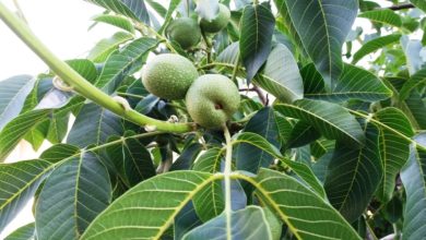 Photo of How to Fertilize a Walnut Tree: The Complete Guide – Sembrar100