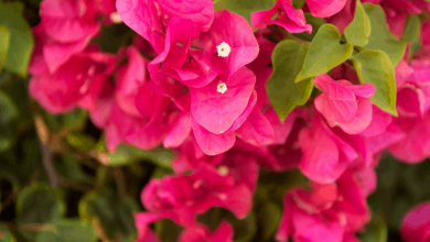 Photo of How to Fertilize Bougainvilleas Step by Step – Sembrar100
