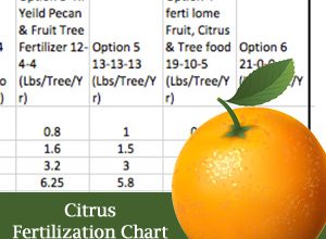 Photo of How to Fertilize Citrus: The Complete Guide – Sembrar100
