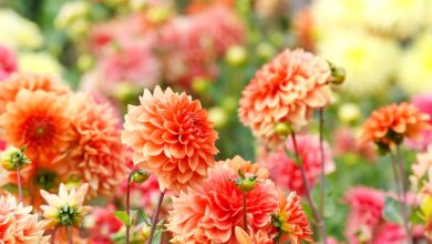 Photo of How to Fertilize Dahlias: The Complete Guide – Sembrar100