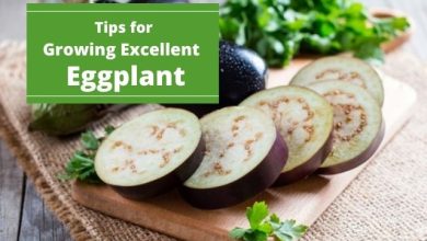 Photo of How to Fertilize Eggplants Step by Step – Sembrar100