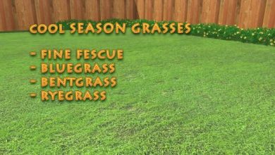 Photo of How to Fertilize Grass in Winter Step by Step – Sembrar100