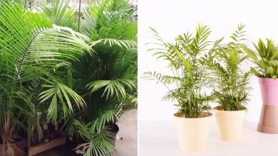 Photo of How to Fertilize Indoor Palm Trees Step by Step – Sembrar100