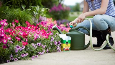 Photo of How to fertilize plants in spring