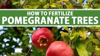 Photo of How to Fertilize Pomegranates: Our Method – Sembrar100