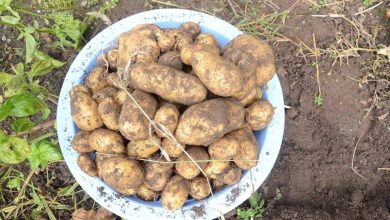 Photo of How to Fertilize Potatoes: [When to Do It, Needs and Homemade Compost]