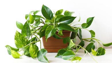 Photo of How to Fertilize Pothos: The Complete Guide – Sembrar100
