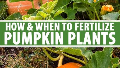 Photo of How to Fertilize Pumpkins Step by Step – Sembrar100