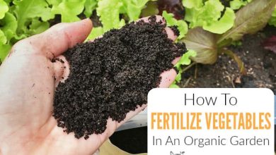 Photo of How to Fertilize Vegetables: Our Method – Sembrar100