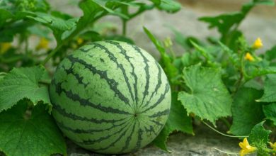 Photo of How to Fertilize Watermelons: [Components and Needs]