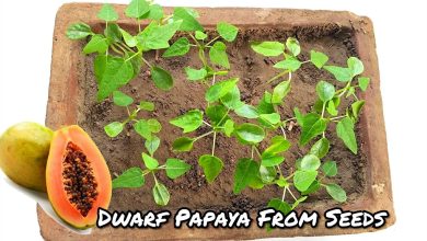 Photo of How to germinate Papaya Seeds: [Extraction, Germination and Planting]