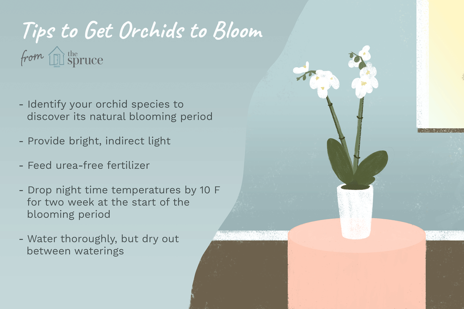 Photo of How to get orchids to bloom quickly