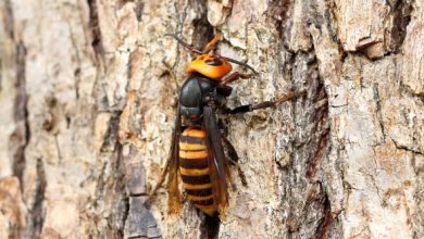 Photo of How to get rid of Asian hornet from the garden