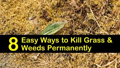 Photo of How to Get Rid of Grass: [8 Effective Methods]