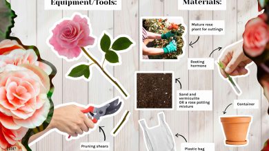 Photo of How to graft a rosebush step by step