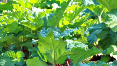 Photo of How to grow an organic garden: 5 things you should know