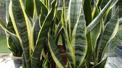 Photo of How to grow and care for mother-in-law’s tongue or sansevieria?