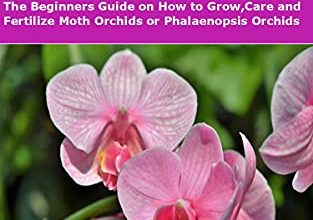 Photo of How to Grow and Care for Your Phalaenopsis Orchid: [Complete Guide]