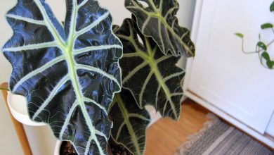 Photo of How to grow and cure Alocasia?