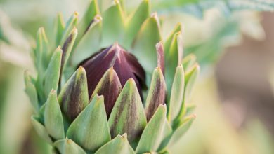 Photo of How to grow Artichokes step by step: planting, care and harvest