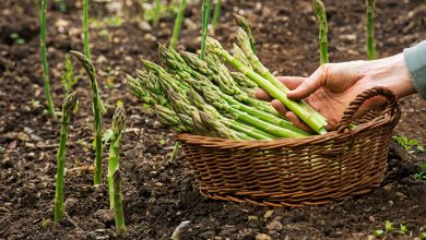 Photo of How to grow Asparagus step by step: planting, fertilizer, harvest and more