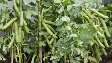 Photo of How to grow Broad Beans in the garden: When to sow and harvest?