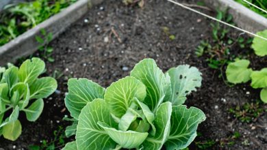 Photo of How to Grow Cabbage in the Garden: Everything you need to know