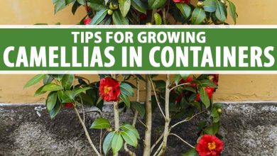 Photo of How to grow Camellias in a pot