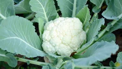 Photo of How to Grow Cauliflower. Planting and Caring for the Cauliflower Plant step by step
