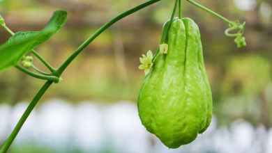 Photo of How to grow Chayote in the garden: Planting, harvesting and others