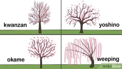 Photo of How to grow cherry blossom